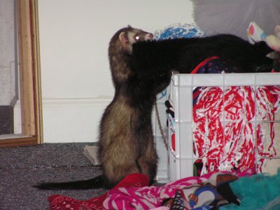 ./2005/Ferrets/thumbferrets